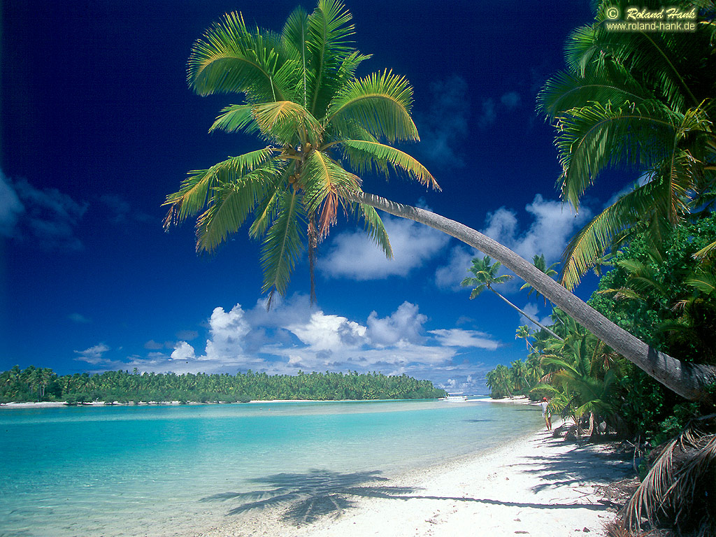 Palme auf Aitutaki