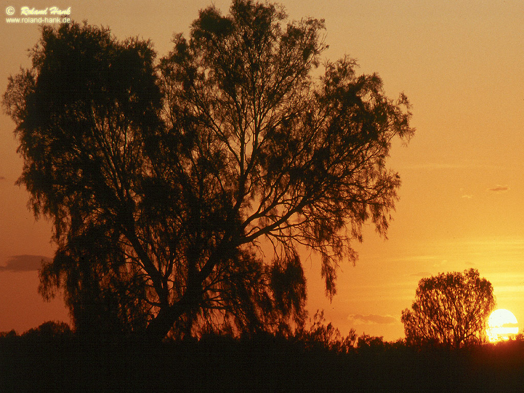 Sonnenuntergang im Outback